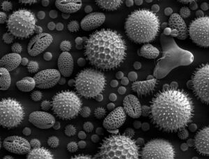 pollen spores